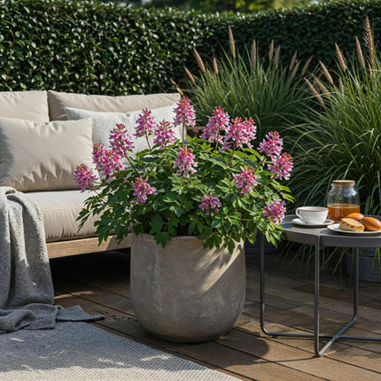 Bloembollen - Corydalis Beth Evans - Kleur Wit en Paars - 20 stuks - Bolmaat 6/7 - XXL Pack