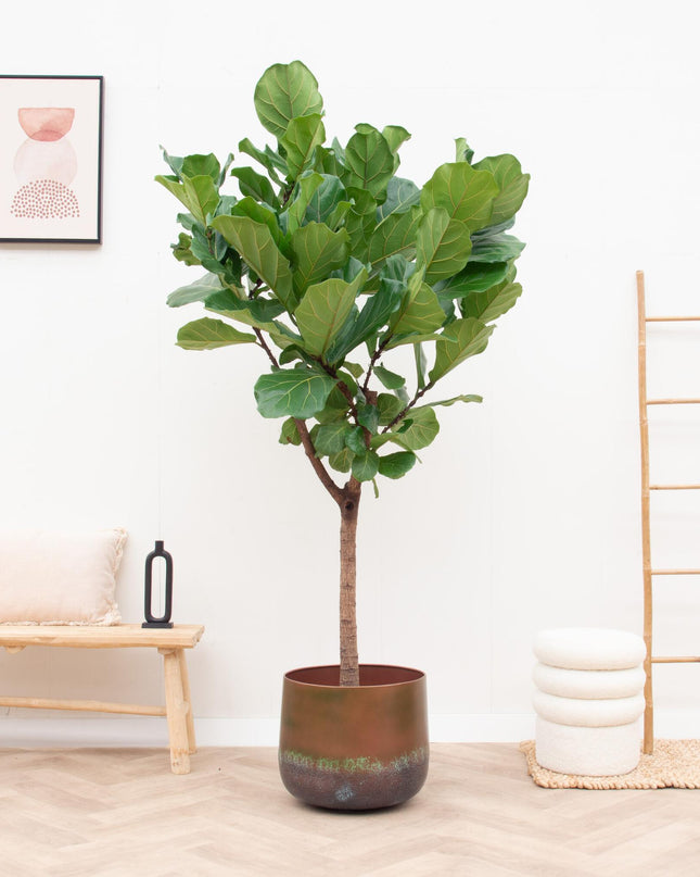 Elisa Mystic Bronze - 44x39