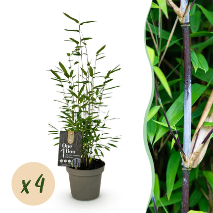 Bambou - Fargesia Black Dragon - Vert - 4 Plantes - Persistant - Non envahissant - Pot 14cm Hauteur 35cm