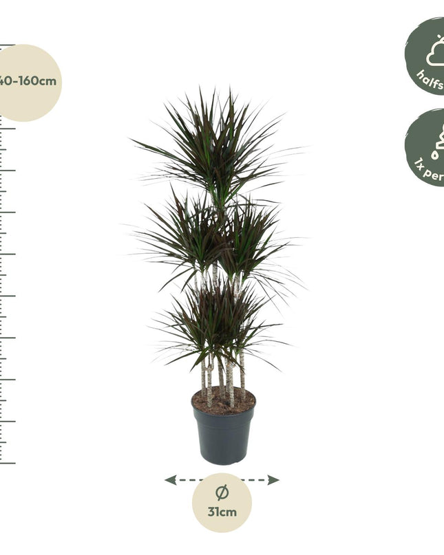 Dracaena Magenta Carrousel - 150cm - ø31