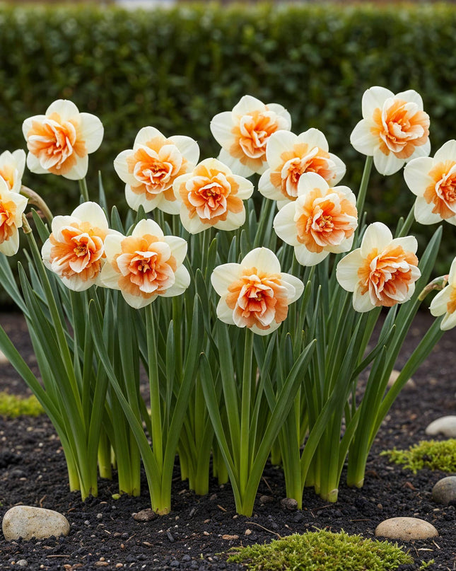 Bloembollen - Narcis Replete - Kleur Wit en Oranje - 10 stuks - Bolmaat 10/12 - XXL Pack