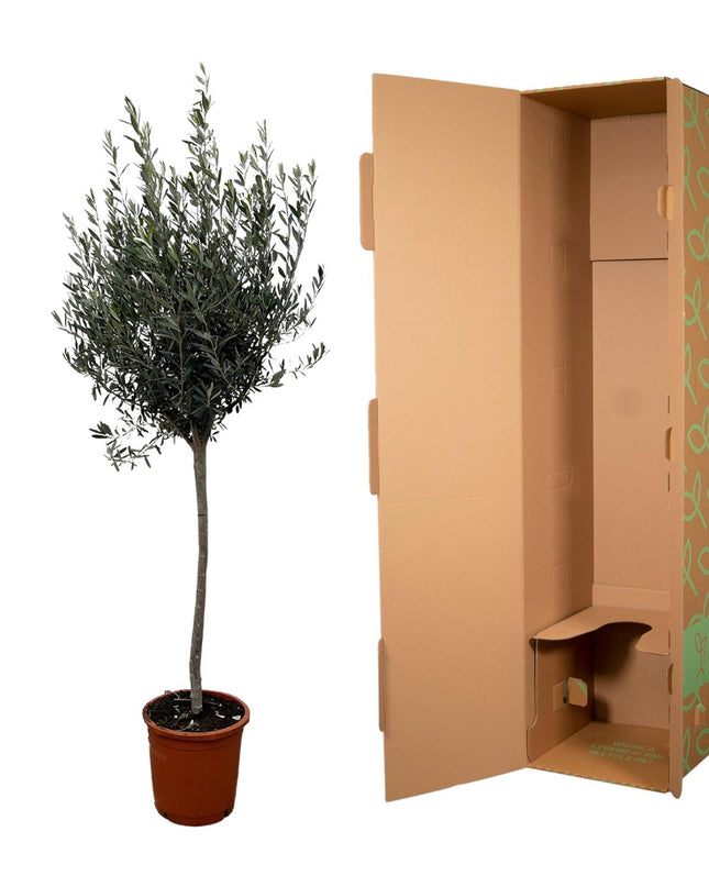 Olea Europaea op stam - 160cm- Ø24
