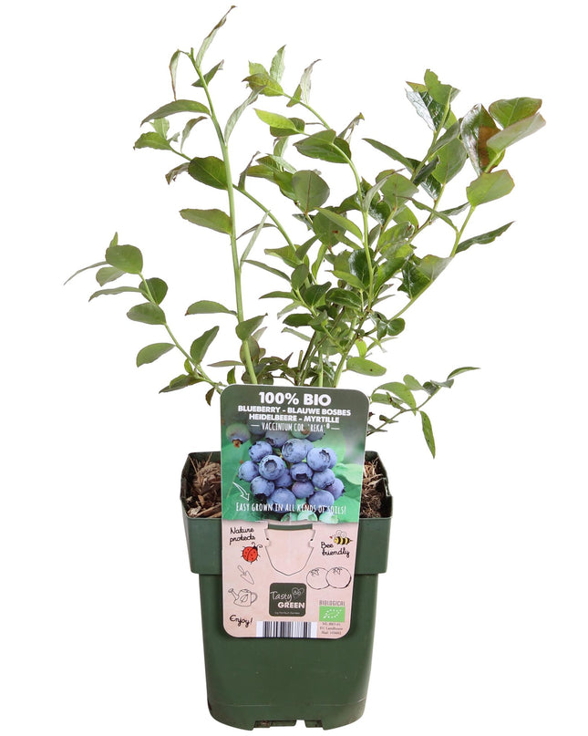 Vaccinium corymbosum 'Reka' - Blauwe bes - Ø13cm - ↕45cm