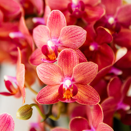 Orchidee | rote Phalaenopsis-Orchidee Topfgröße Ø9cm | Kongo | blühende Zimmerpflanze - frisch vom Züchter