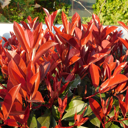 Plantas para setos - Photinia fraseri Red Robin - verde rojo - 6 unidades - 1 metro lineal - maceta 17 cm altura 50 cm