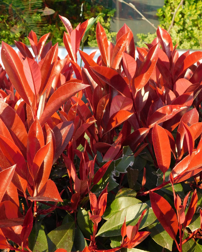 Piante da siepe - Photinia fraseri Red Robin - verde rosso - 6 pezzi - 1 metro lineare - vaso 17 cm altezza 50 cm