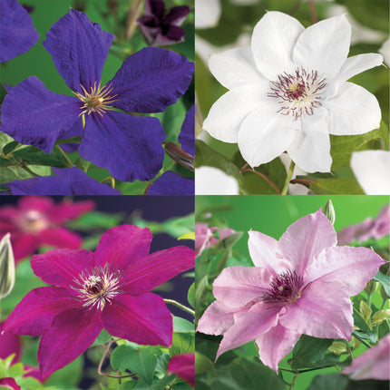 Klimplant - 4 planten - Clematis Rainbow - Bloem Roze Wit Paars Rood - Weinig onderhoud - Pot 11cm Hoogte 40cm