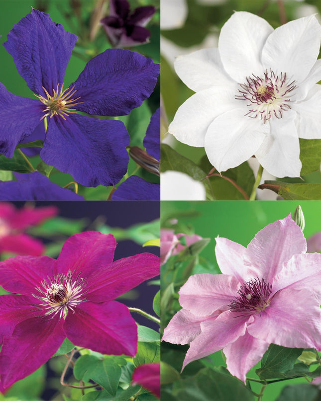 Klimplant - 4 planten - Clematis Rainbow - Bloem Roze Wit Paars Rood - Weinig onderhoud - Pot 11cm Hoogte 40cm