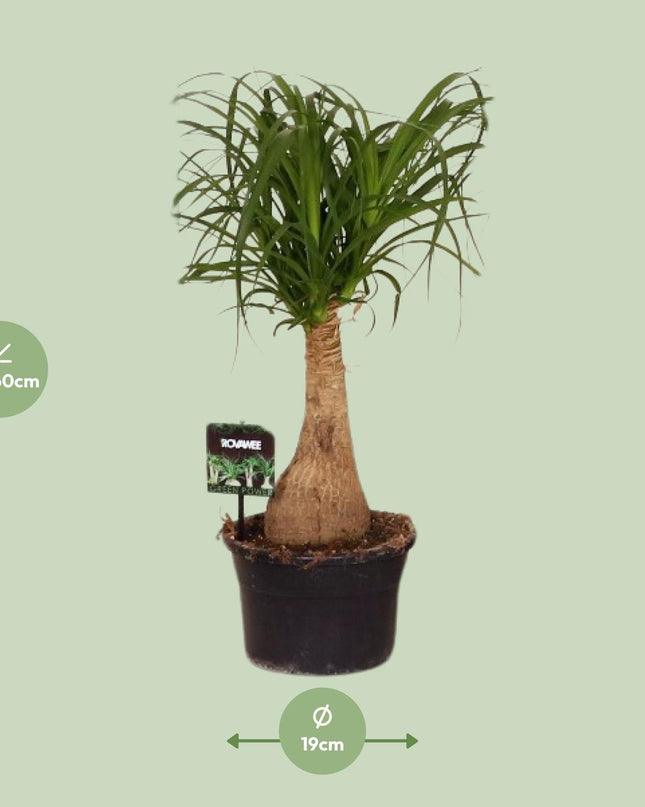 Beaucarnea Nolina - Ø19 ↕60