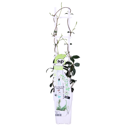 Trachelospermum 'Star of Venice' - Toscaanse Jasmijn Wit - Ø15cm - ↕65cm