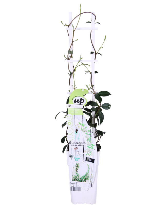 Trachelospermum 'Star of Venice' - Toscaanse Jasmijn Wit - Ø15cm - ↕65cm