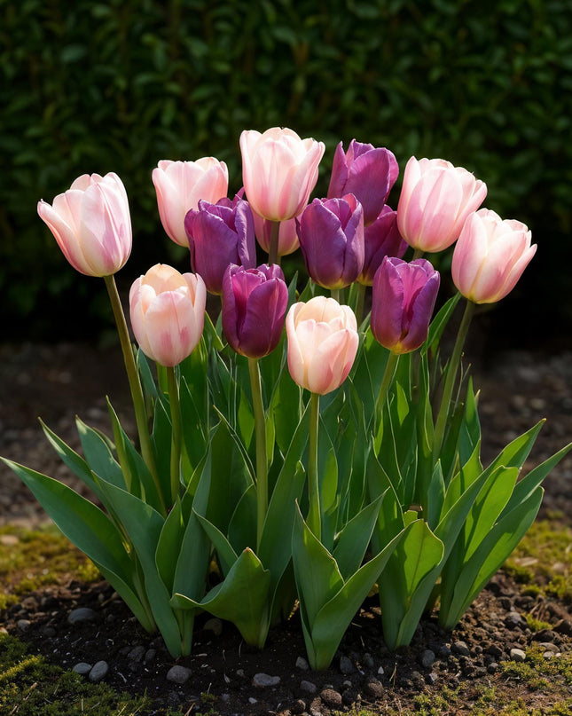 Bloembollen - Tulp Macron mix - Diversen Kleuren - 12 stuks - Bolmaat 11/12 - XXL Pack