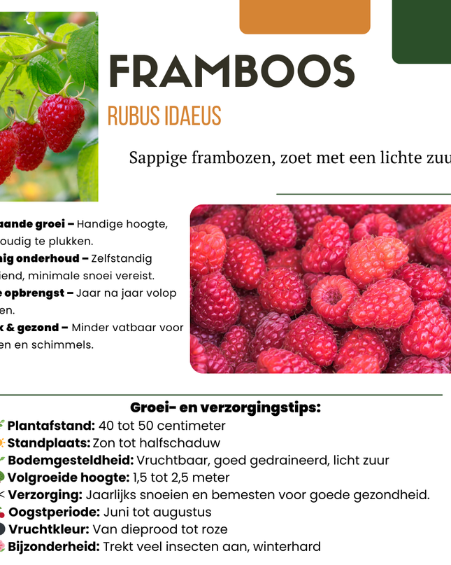 Mix di piante da frutto BIO 5 pezzi - Lampone/ Ribes/ Mirtillo/ Uva/ Mora