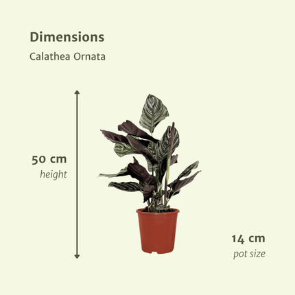 Pauwenpflanze 2 Stück - Calathea Ornata - 50cm - ø14