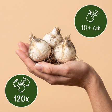 120x Allium Miami - Zierlauch - Violett - Sommerblüher - Zwiebelgröße 10/+