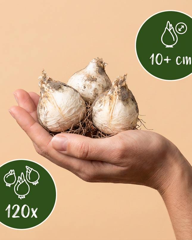 120x Allium Miami - Zierlauch - Violett - Sommerblüher - Zwiebelgröße 10/+