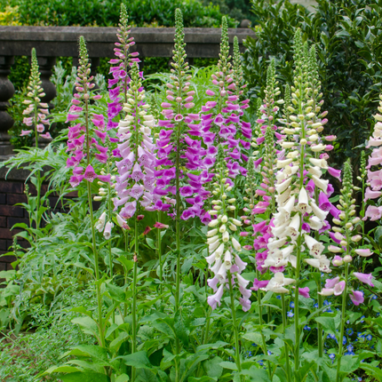 48x Digitalis purpurea - ↕10-25cm - Ø9cm