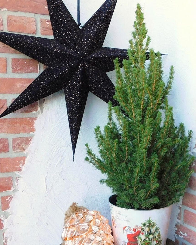 Kleine Kerstboom pot Ø19 cm - ca. 70 cm hoogte - Picea glauca Conica