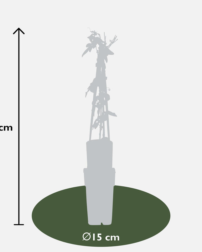 Passiflora Paars 'Purple Haze' - Ø15cm - ↕65cm