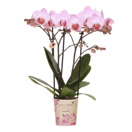Set de regalo de orquídea Antwerp rosa - incluye caja de regalo, orquídea y maceta decorativa - Ø9cm