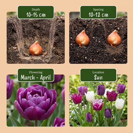 280x Tulipa Blueberry Mix - Tulipa Blueberry Mix - Various - Spring-flowering - Bulb size 11/12