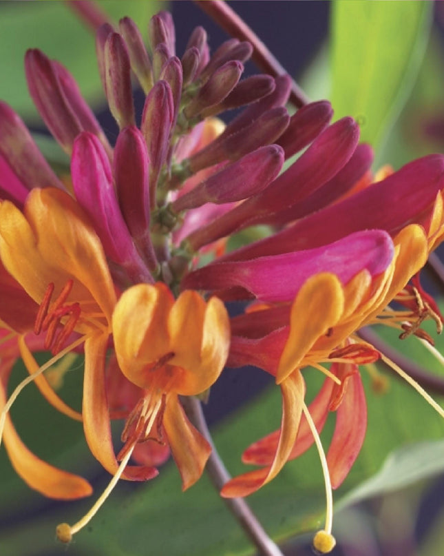 Klimplanten Rainbow - 4 planten - Clematis montana Rubens  Hedera helix lonicera Goldflame Campsis madame Galen   - Jaarrond kleur - Pot 11cm Hoogte 40cm