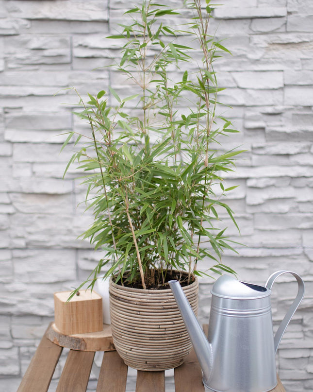 Fargesia rufa - Niet woekerende bamboe - Ø29cm - ↕80cm - Ø19 - ↨60cm