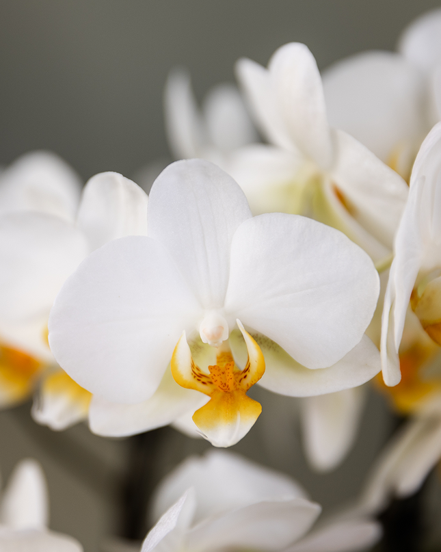 Kolibri Orchids - Surprise box mix - planten voordeel box - verrassingsbox met 2 verschillende orchideeën Ø9cm - vers van de kweker