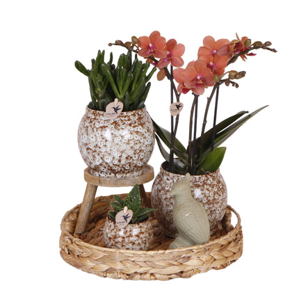 Kolibri Company | Coffret cadeau Nature Indomptée | Ensemble de plantes avec orchidée Phalaenopsis rouge et succulentes incluant des pots décoratifs en céramique