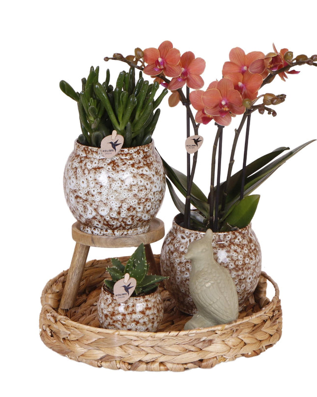 Kolibri Company | Gift set Untamed Nature | Plantenset met rode Phalaenopsis Orchidee en Succulenten incl. keramieken sierpotten