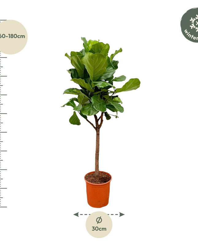 Ficus Lyrata árbol - 180cm - ⌀30