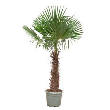 Trachycarpus Fortunei - 250 cm - 270 cm - Ø40-Ø55cm - 🚚 Gratis Verzending