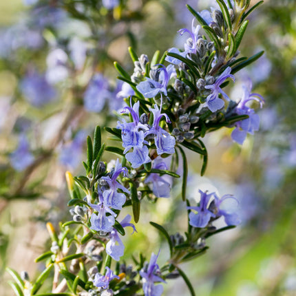 Rosmarinus officinalis - Evergreen - Hardy in Winter - Purple Flower - Pot 19cm Height 90cm