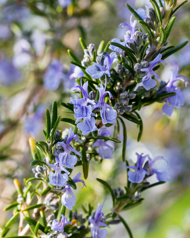 Rosmarino - De hoja perenne - Resistente al invierno - Flor morada - Maceta 19 cm Altura 90 cm