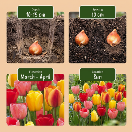 120x Tulipa Darwin-Hybride-Mix – Darwin-Tulpen-Mix – Verschiedene – Frühjahrsblüher – Zwiebelgröße 11/12