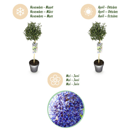 Ceanothus impressus Victoria - Bladhoudend - Winterhard - Paarse Bloem - Pot 19cm Hoogte 90cm