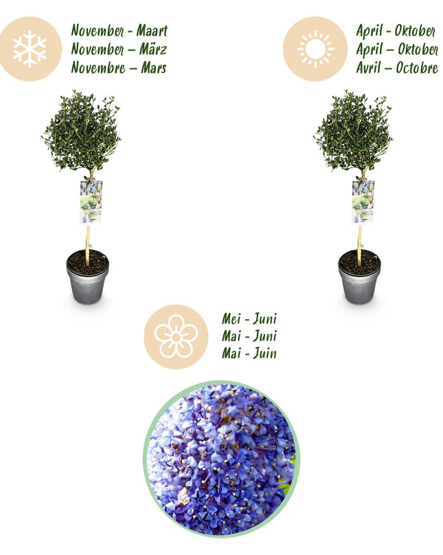 Ceanothus impressus Victoria - Sempreverde - Resistente al freddo - Fiore viola - Vaso 19 cm Altezza 90 cm