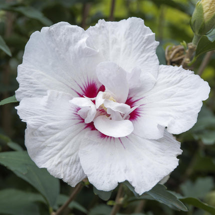 Hibiscus syriacus Starburst Chiffon® – Terrassenpflanze – Laubabwerfend – Winterhart – Weiß-rosa Blüte – Topf 19cm Höhe 90cm