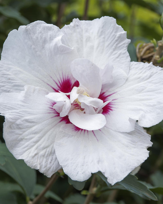 Hibiscus syriacus Starburst Chiffon® – Terrassenpflanze – Laubabwerfend – Winterhart – Weiß-rosa Blüte – Topf 19cm Höhe 90cm