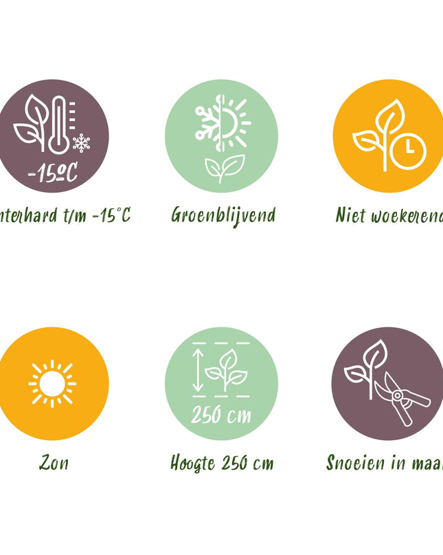 Eucalyptus gunni Azure - Pianta da terrazzo - Sempreverde - Resistente all'inverno - Foglia grigia - Vaso 19 cm Altezza 90 cm