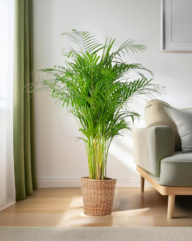 Areca Palm (dypsis) XL met mand Torun - 120cm - Ø24