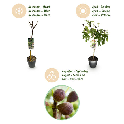 Ficus carica Little Miss Figgy – Terrassenpflanze – sommergrün – winterhart – grüne Frucht – Topf 19cm Höhe 90cm