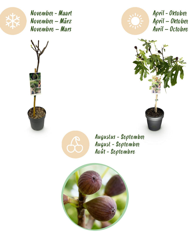 Ficus carica Little Miss Figgy – Terrassenpflanze – sommergrün – winterhart – grüne Frucht – Topf 19cm Höhe 90cm