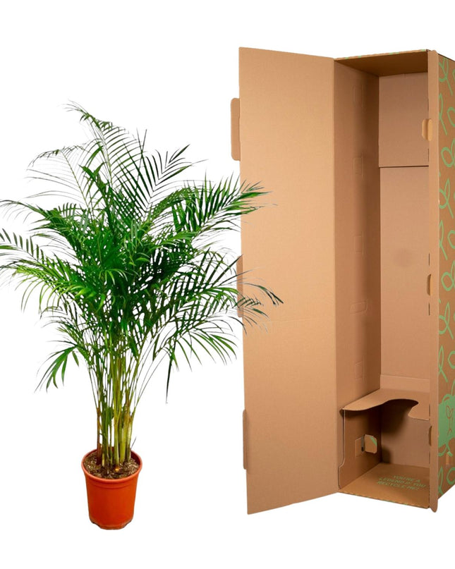 Areca Palm (Dypsis Lutescens) - 160 cm - ø27