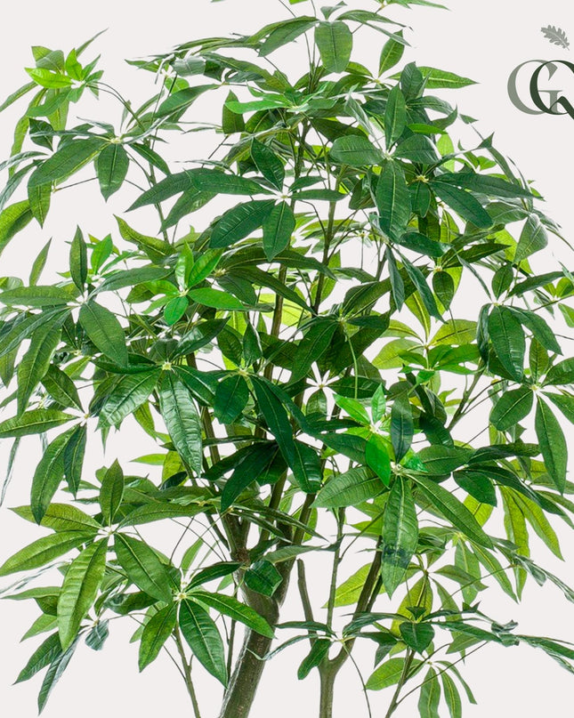 Kunstplant - Pachira Aquatica - Geldboom - ↕ 180 cm