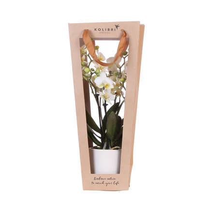Gift bag for Orchid with Decorative Pot 9cm