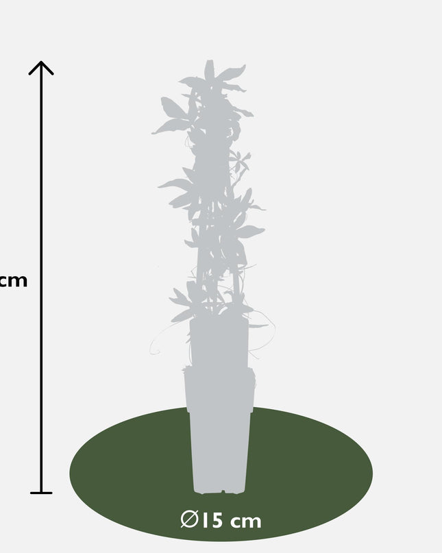 Passiflora Blauw caerulea - Ø15cm - ↕65cm