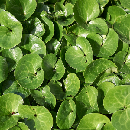 24x Asarum europaeum - ↕10-25cm - Ø9cm
