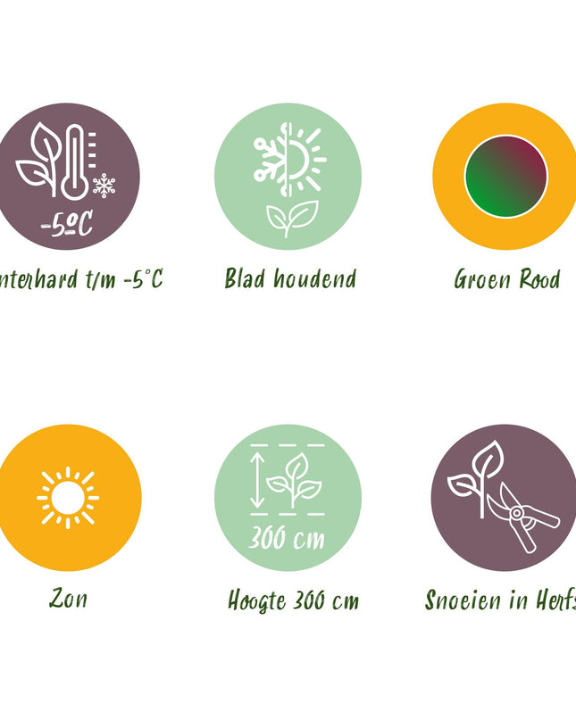 Bananen plant - 4 planten - Musa sikkemensis Red Tiger - Winterhard - Pot 17cm Hoogte 40cm