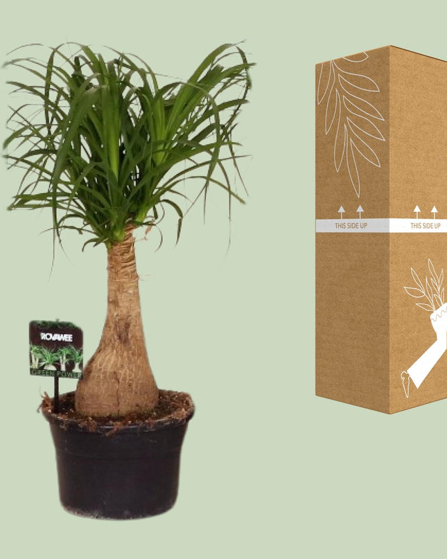 Beaucarnea Nolina - Ø19 ↕60